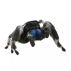 Regal Jumping Spider
